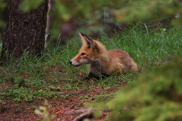 A Red Fox (Vulpes vulpes) sitting on the edge of a forest in Banff, Alberta.
