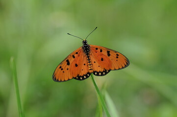 Fototapeta na wymiar Acraea terpsicore Urban Butterfly
