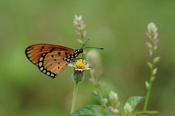 Fototapeta na wymiar Acraea terpsicore Urban Butterfly