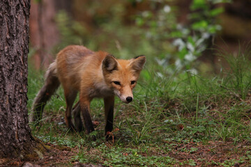 A Red Fox (Vulpes vulpes) sitting on the edge of a forest in Banff, Alberta.