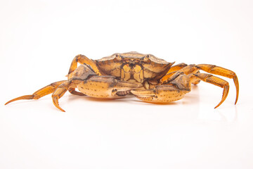 Yellow sea crab on a white background.