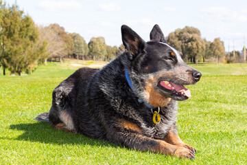 Blue heeler lying on the grass.