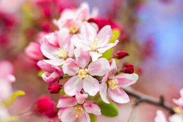 Crab apple tree flower