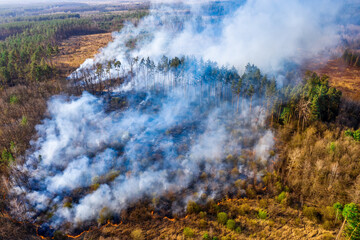 Aerial view, forest fire. Large trees are engulfed in flames.