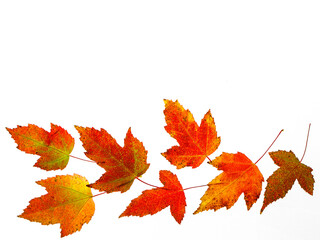 Border composition of colored autumn maple leaves falling isolated on white background with copy space, top view flat lay.
