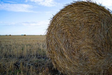 process of harvesting of agricultural fields in autumn