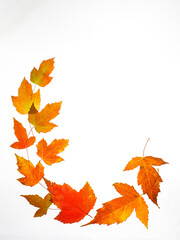 not closed oval circle Border Frame of colored autumn maple leaves falling isolated on white background with copy space, top view flat lay, vertical