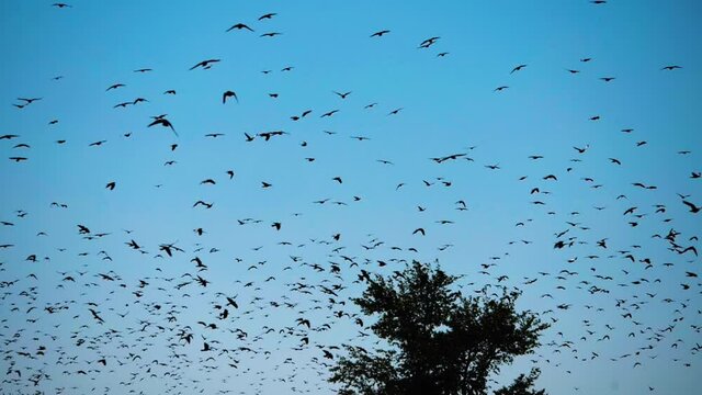 The stock video "Silhouettes of birds in the sky" is a great video that features shots of a large flock of birds that circle in the sky above a tree.