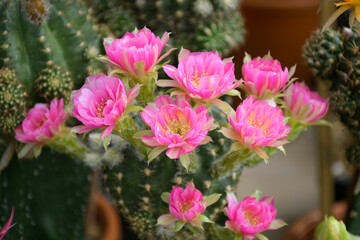 Pink hybrid lobivia spp. in cactus garden background.