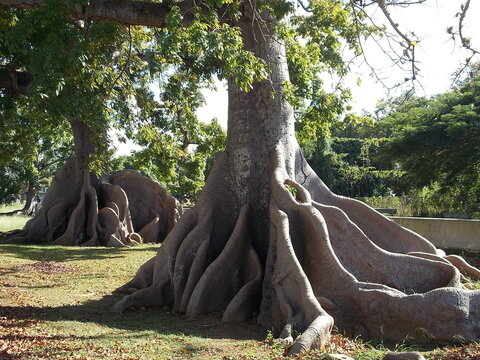 ceiba tree in the forest