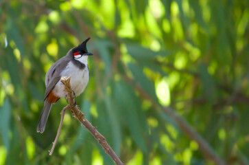 Red whiskered bulbul perched with a green sunny background
