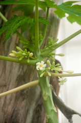 papaya flower pistil