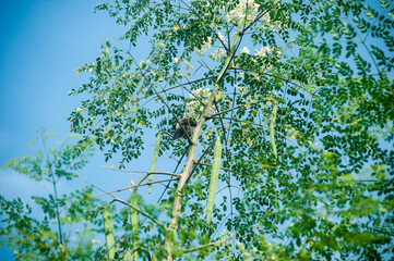 Fototapeta premium green moringa leaves in the wind