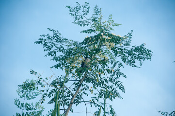branches of a tree with moringa leaves