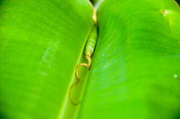 close up of banana leaf
