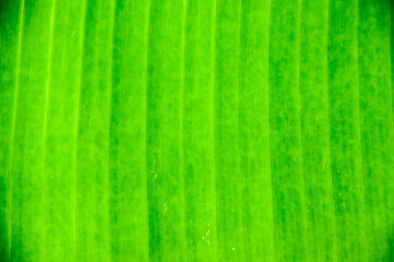 green banana leaf background