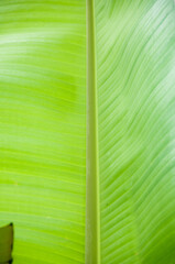 green leaf banana background