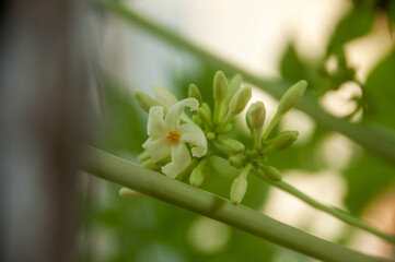 close up of a white papaya flowers
