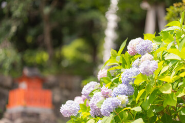勝尾寺の紫陽花