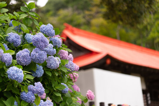 勝尾寺 Images Browse 633 Stock Photos Vectors And Video Adobe Stock