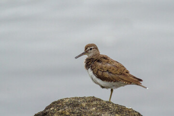 子どものイソシギ