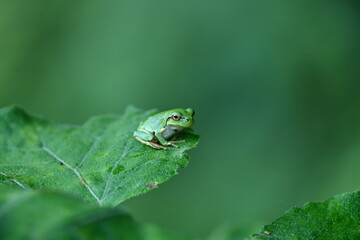 ニホンアマガエル