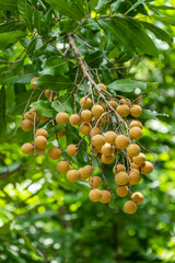 The Orchard is covered with Ripe Longan