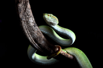 Green Tree Snake or Viper is a dangerous snake in the world that have poison and could kill human