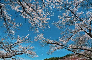 Cherry blossom in Nara, Japan