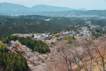 Cherry blossom in Nara, Japan