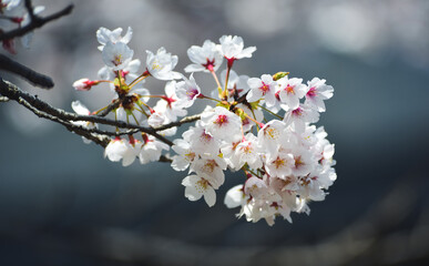 Cherry blossom in Nara, Japan