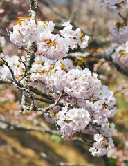 Cherry blossom in Nara, Japan