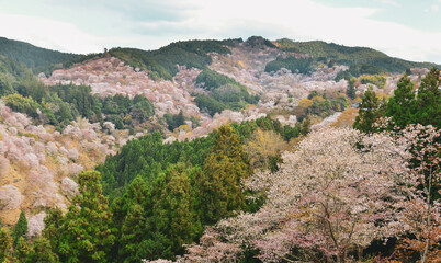 Fototapeta na wymiar Cherry blossom in Nara, Japan