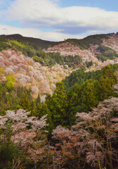 Cherry blossom in Nara, Japan