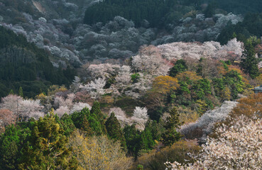 Cherry blossom in Nara, Japan