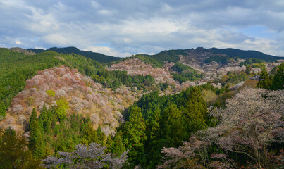 Cherry blossom in Nara, Japan