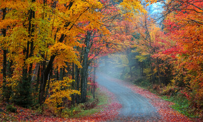 Tunnel of autumn trees along scenic dirt road in Quebec, Canada