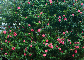 Fototapeta premium Pink Camellia flowers blooming in springtime