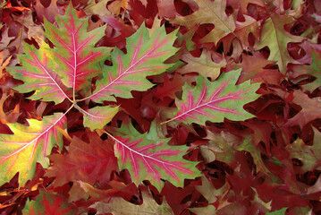 Fallen leaves of a red oak tree lying on the ground.