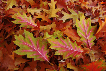 Fallen leaves of a red oak tree lying on the ground.
