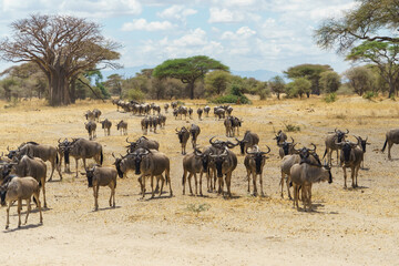 A herd of wildebeests walking through the majestic savanna of Africa (Tarangire National Park, Tanzania)