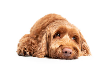Labradoodle dog lying on the ground with sad or sleepy expression. Cute fluffy female dog with pink...