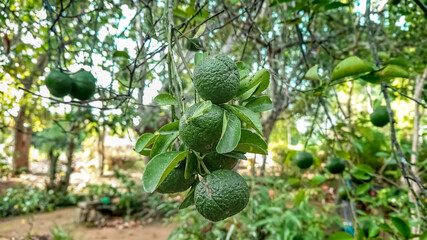 Raw citrus fruits hanging on a branch