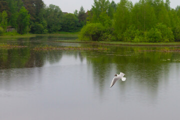 A seagull is fishing over a pond