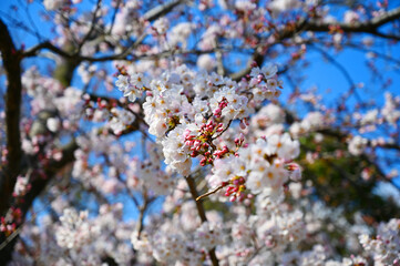 The sky is a mixture of sakura full bloom and buds.