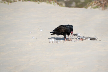 Red Faced turkey vulture feasting on the carcass of a seagull 