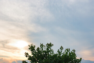 Obraz premium 夕暮れの空と木