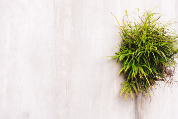 植物と壁