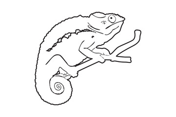 chameleon Line art