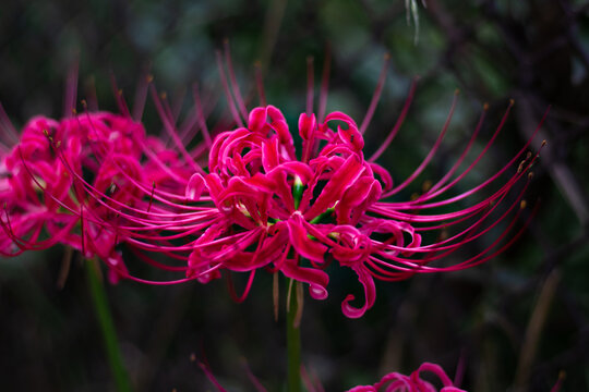 Red spider lily, Lycoris radiata Higanbana in Japanese floers garden in autumn